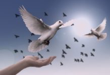 Du kan ikke få meg til å fly