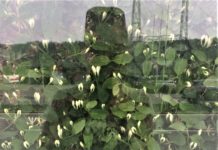 VEIEN TILBAKE TIL HELVETE