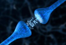 Biologiske markører for ulike psykiske lidelser er ikke funnet Synapse mellom to nerveceller, hvor nevrotransmittere (signalstoffer) overføres mellom dem. Illustrasjonsbilde.