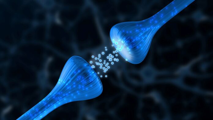 Synapse mellom to nerveceller, hvor nevrotransmittere (signalstoffer) overføres mellom dem. Illustrasjonsbilde.