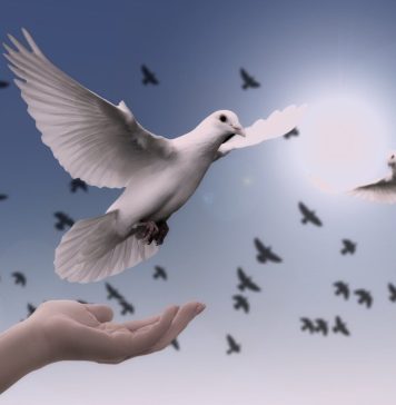 Du kan ikke få meg til å fly