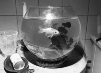 I den evidensbaserte bobla