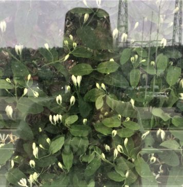 VEIEN TILBAKE TIL HELVETE