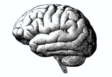 Innenfra det nevro-vitenskapelige fagmiljø: Peter Sterling svarer Awais Aftab