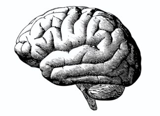 Innenfra det nevro-vitenskapelige fagmiljø: Peter Sterling svarer Awais Aftab