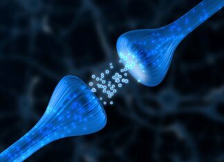 Biologiske markører for ulike psykiske lidelser er ikke funnet Synapse mellom to nerveceller, hvor nevrotransmittere (signalstoffer) overføres mellom dem. Illustrasjonsbilde.
