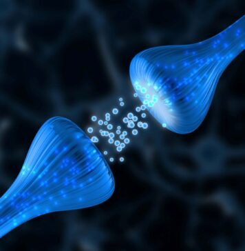 Biologiske markører for ulike psykiske lidelser er ikke funnet Synapse mellom to nerveceller, hvor nevrotransmittere (signalstoffer) overføres mellom dem. Illustrasjonsbilde.